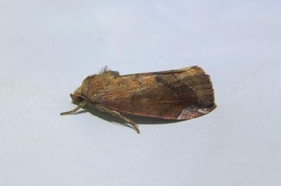 <i>Cosmia pyralina</i>