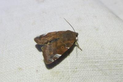 <i>Cosmia affinis</i>