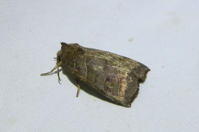 <i>Ipimorpha retusa</i>