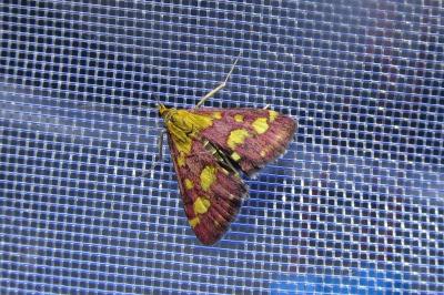 <i>Pyrausta purpuralis</i>