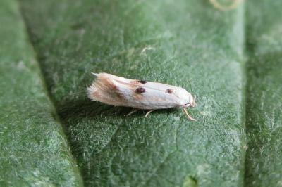 <i>Elachista maculicerusella</i>