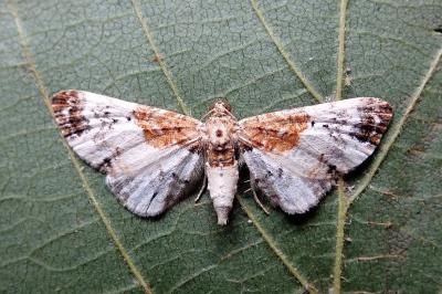 <i>Eupithecia breviculata</i>