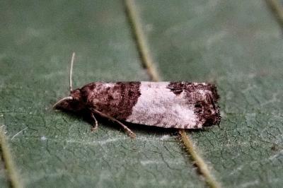 <i>Spilonota ocellana</i>