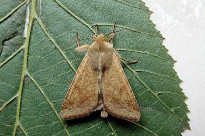 <i>Helicoverpa armigera</i>