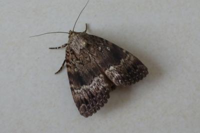 Amphipyra pyramidea