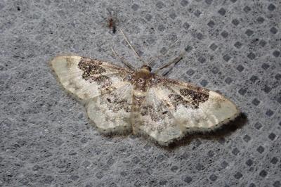 <i>Idaea rusticata</i>