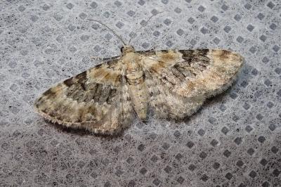 <i>Eupithecia pulchellata</i>