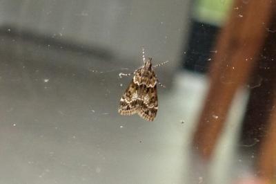 <i>Eudonia mercurella</i>