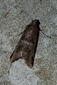 <i>Acrobasis</i>