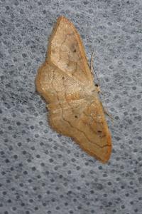 <i>Idaea rubraria</i>