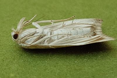 <i>Calamotropha paludella</i>