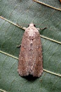 <i>Spodoptera exigua</i>