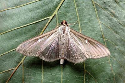 <i>Cydalima perspectalis</i>