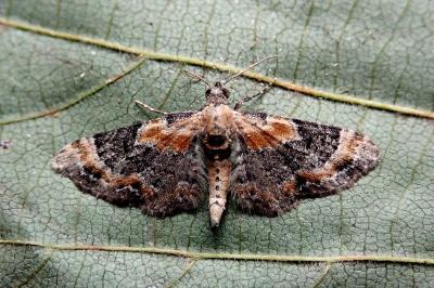 <i>Eupithecia linariata</i>