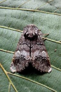 <i>Drymonia querna</i>