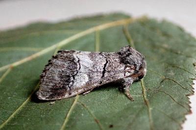 <i>Drymonia querna</i>