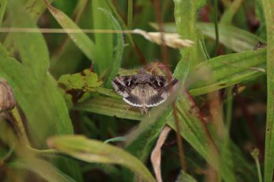 <i>Autographa gamma</i>