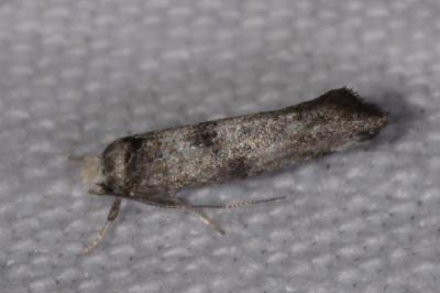 <i>Paraswammerdamia nebulella</i>