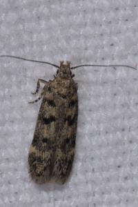 <i>Bryotropha domestica</i>