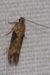 <i>Scrobipalpa costella</i>