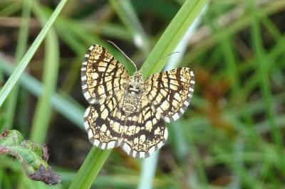 <i>Chiasmia clathrata</i>
