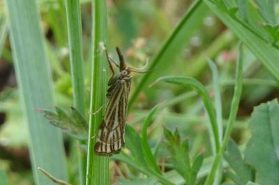 <i>Chrysocramboides craterellus</i>