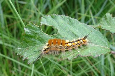 <i>Orgyia recens</i>