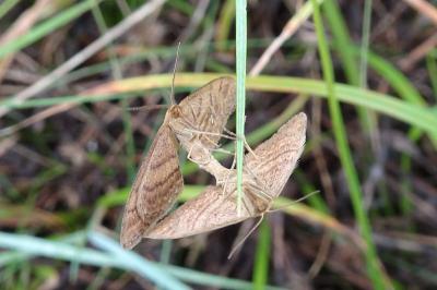 <i>Idaea ochrata</i>