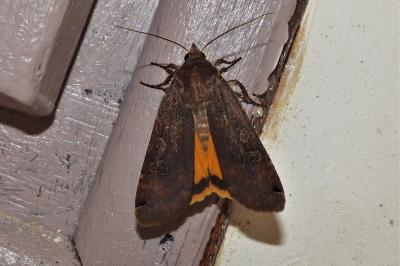 <i>Noctua pronuba</i>