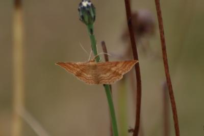 <i>Idaea ochrata</i>