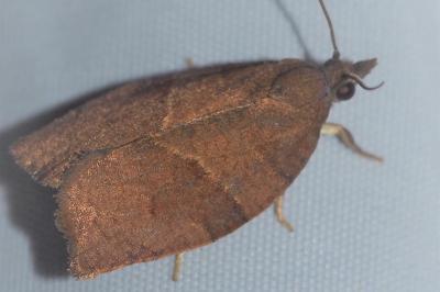 <i>Pandemis heparana</i>