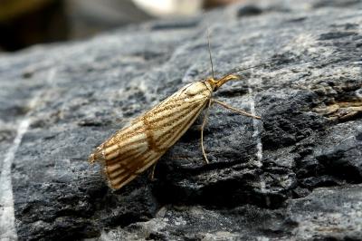 <i>Chrysocrambus linetella</i>