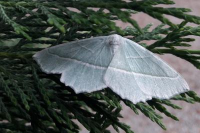 <i>Campaea margaritaria</i>