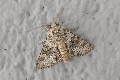 <i>Hecatera dysodea</i>