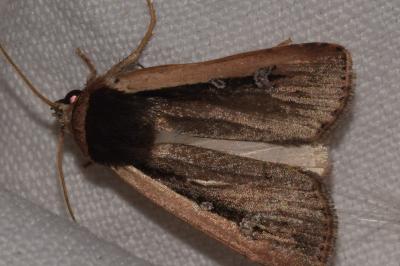 <i>Ochropleura leucogaster</i>