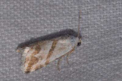 <i>Eublemma candidana</i>