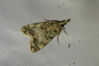 <i>Eudonia lacustrata</i>