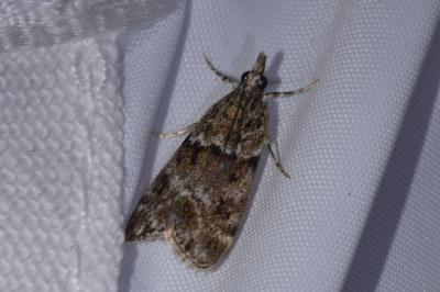 <i>Eudonia mercurella</i>