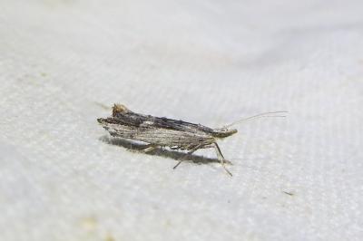 <i>Ypsolopha scabrella</i>
