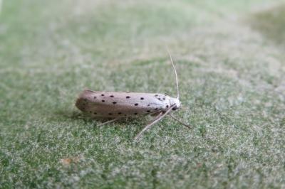 <i>Yponomeuta padella</i>