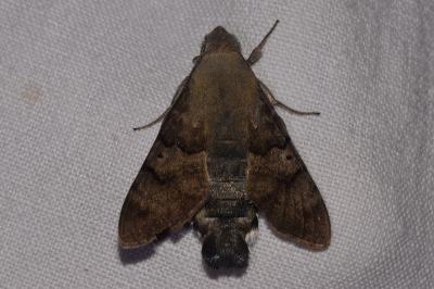<i>Macroglossum stellatarum</i>