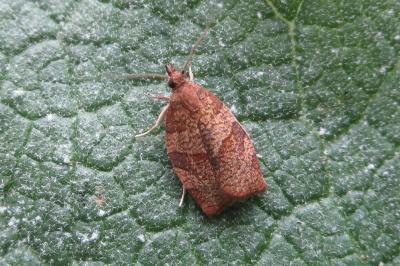 <i>Pandemis cerasana</i>