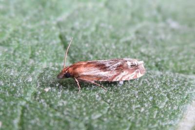 <i>Eucosma cana</i>