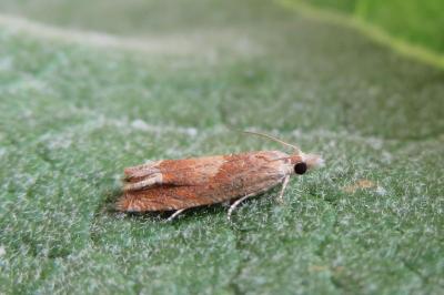 <i>Eucosma conterminana</i>