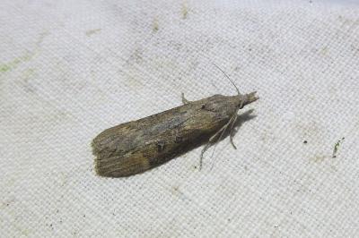 <i>Lamoria anella</i>