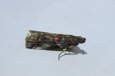 <i>Acrobasis suavella</i>
