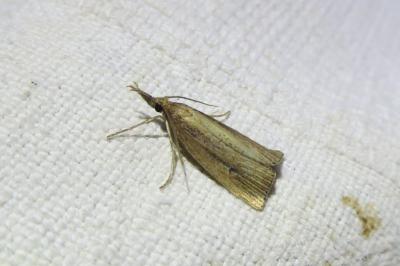 <i>Chilo phragmitellus</i>