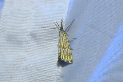 <i>Chrysocrambus linetella</i>