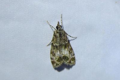<i>Eudonia lacustrata</i>