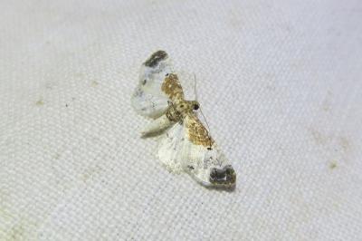 <i>Eupithecia breviculata</i>